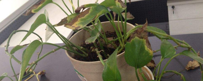 怎么救活快死的植物 植物死了能救活吗