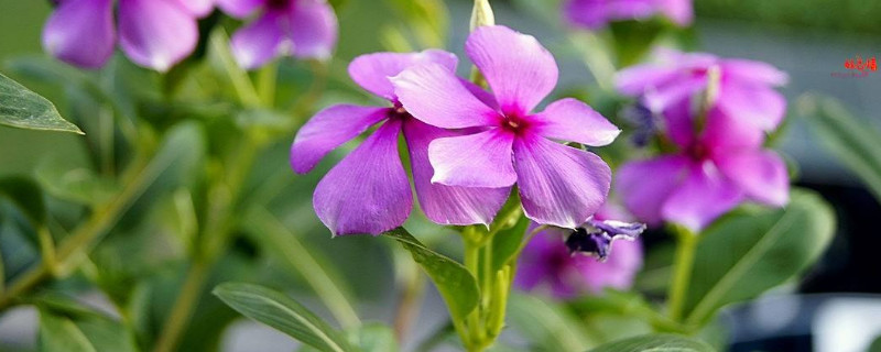 长春花的养殖方法和注意事项 三角梅的养殖方法和注意事项