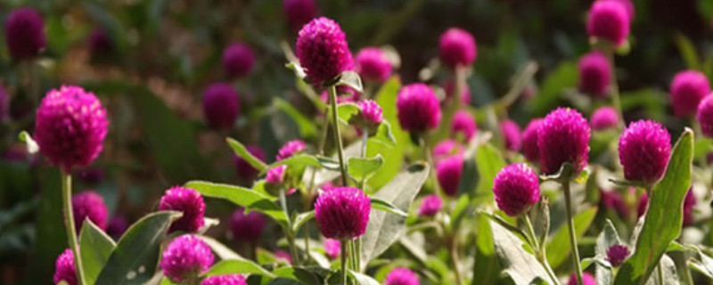 千日红瓶插怎么养护（千日红怎么插瓶呢）