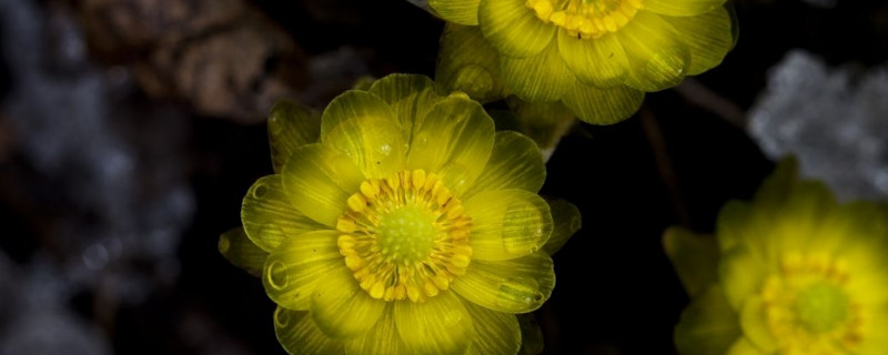 福寿花种植方法和时间(福寿花几月播种)