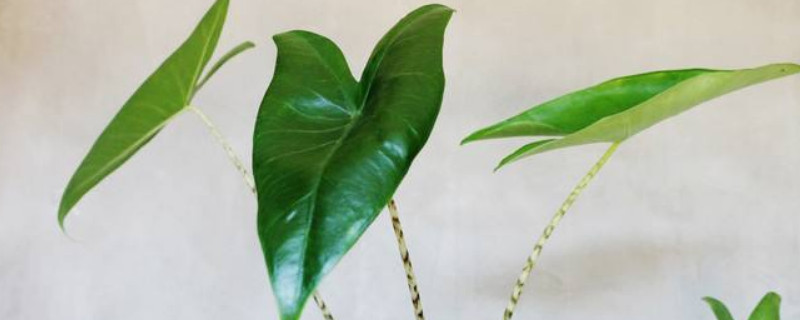 斑马海芋怎么养（斑马海芋的养殖方法和注意事项）