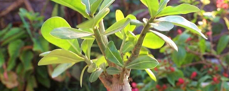 新买的沙漠玫瑰怎么栽（新买的沙漠玫瑰怎么栽种）