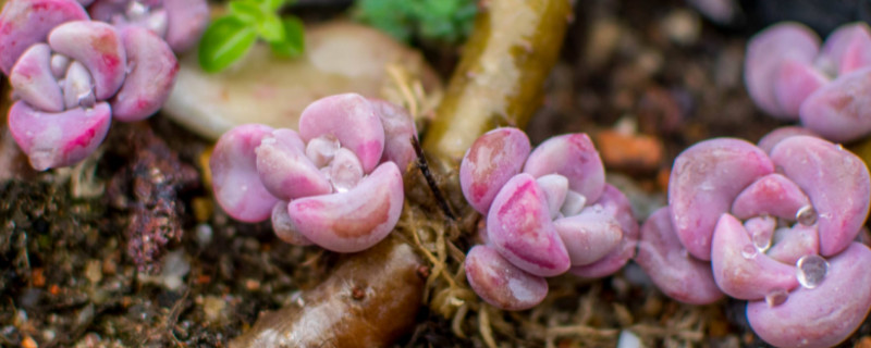 紫乐夏天怎么养护（紫乐养护方法）