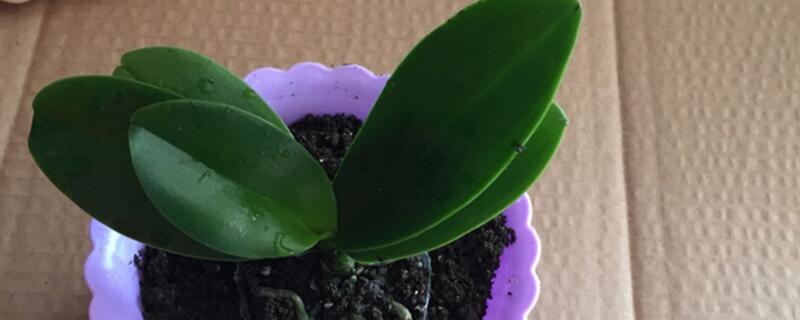 花苗徒长怎么办(种苗徒长怎么办)