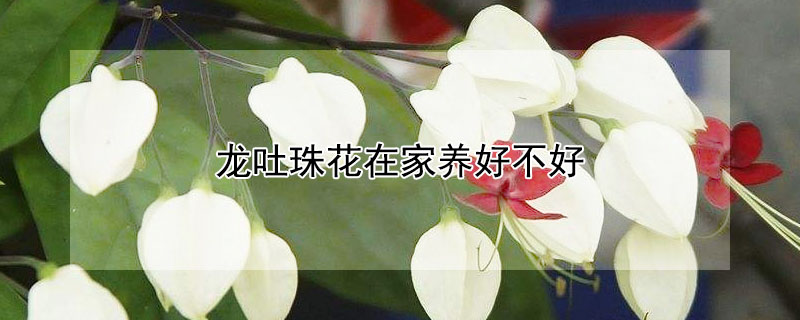 龙吐珠花在家养好不好（龙吐珠花怎么样养）