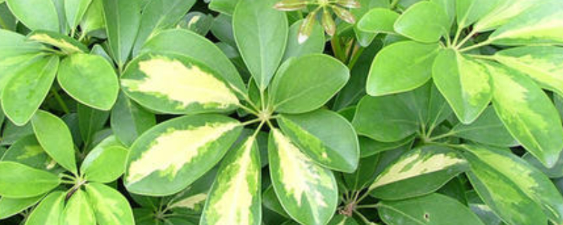 鸭掌木的养殖方法和注意事项（发财树的养殖方法和注意事项）