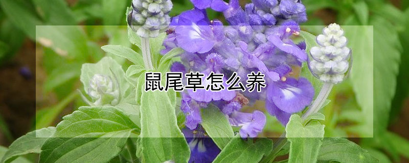 鼠尾草怎么养（粉色鼠尾草怎么养）