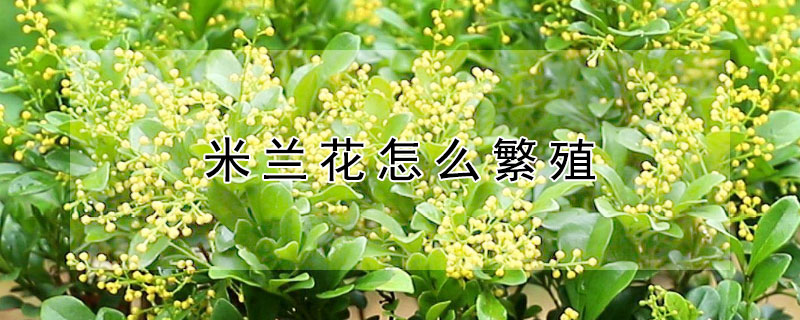 米兰花怎么繁殖（米兰花怎么繁殖能播种吗）