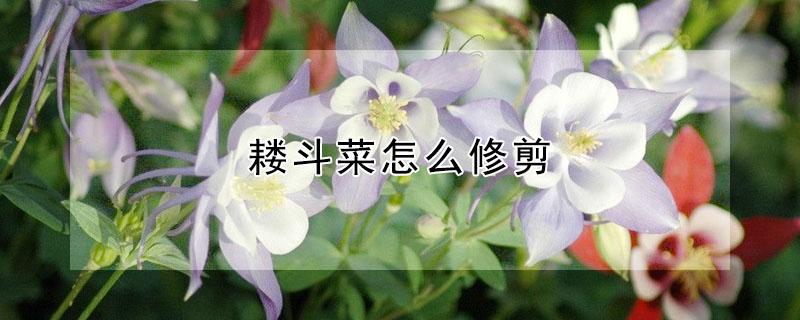 耧斗菜怎么修剪 耧斗菜的养殖方法和注意事项