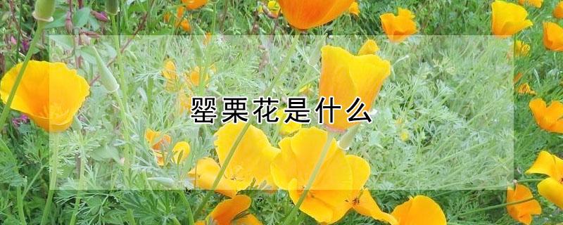 罂栗花是什么（罂粟花是什么样子的）