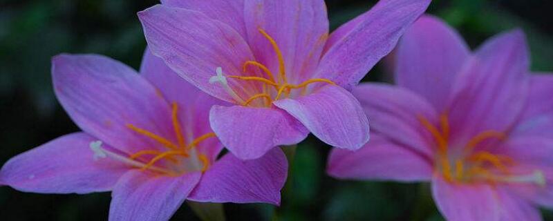 韭兰开花后从哪剪 韭兰不开花要全剪掉吗