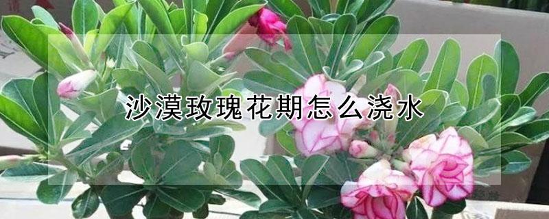 沙漠玫瑰花期怎么浇水 沙漠玫瑰花期可以浇水吗