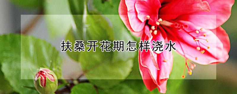 扶桑开花期怎样浇水 扶桑花多久浇水