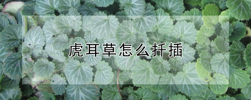 虎耳草怎么扦插 虎耳草怎么扦插繁殖