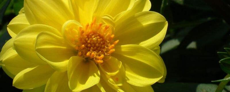 地栽小丽花怎么越冬（盆栽小丽花冬天怎么养）