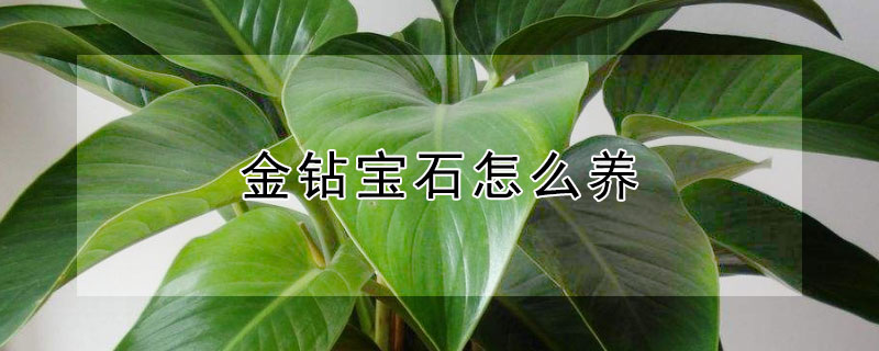 金钻宝石怎么养（金钻宝石的养殖方法和注意事项）