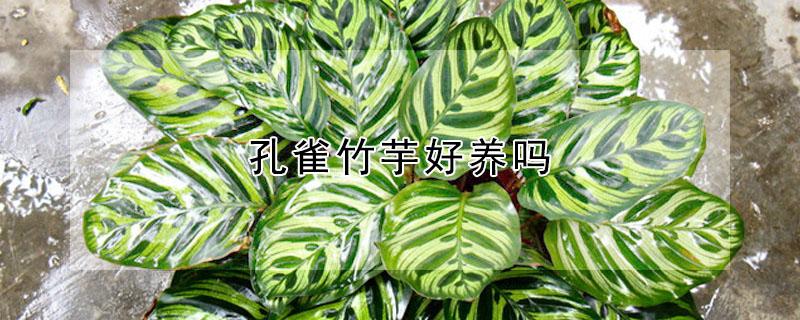 孔雀竹芋好养吗 孔雀竹芋好养吗?