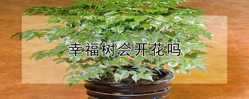 幸福树会开花吗（幸福树会开花吗开的花是什么样子）