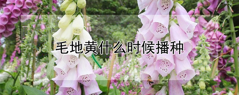 毛地黄什么时候播种 毛地黄什么时候播种子