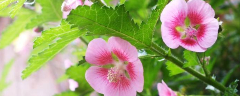 小木槿的养殖方法（小木槿的养殖方法和注意事项）