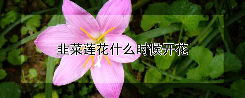 韭菜莲花什么时候开花（韭菜莲几月开花）