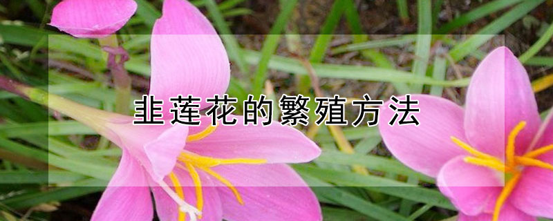 韭莲花的繁殖方法（韭菜莲的繁殖方法）