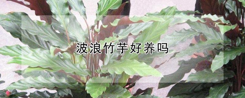 波浪竹芋好养吗（大波浪竹芋好养吗）