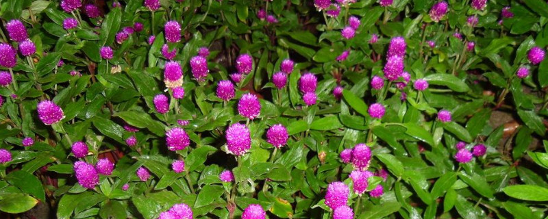 千日红鲜花怎么养护 千日红怎样养护