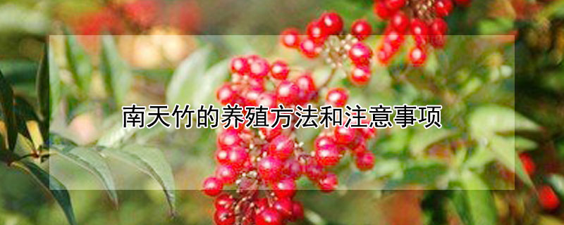 南天竹的养殖方法和注意事项 红叶南天竹的养殖方法和注意事项