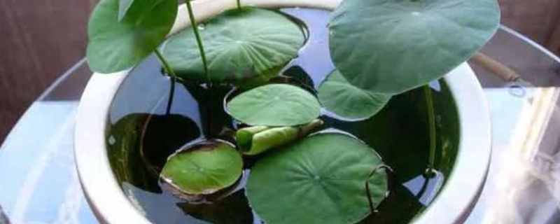 碗莲的种植方法水培 碗莲的种植方法水培不用土行吗