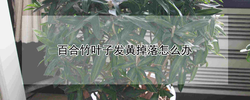 百合竹叶子发黄掉落怎么办（百合竹叶子发黄掉落怎么办还能长吗）