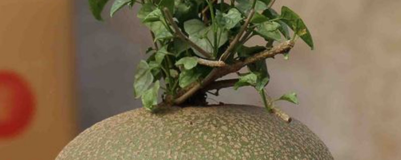 睡布袋的养殖方法和注意事项 睡布袋冬天浇水吗