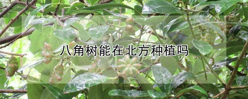 八角树能在北方种植吗（八角树苗北方可以种植吗）