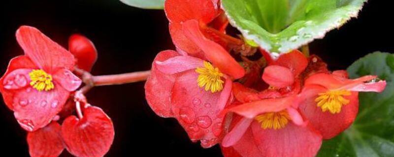 玻璃海棠怎么摘心 海棠摘心是摘哪个部位