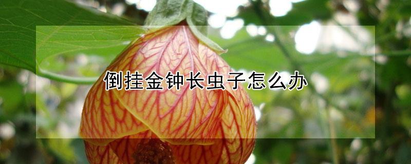 倒挂金钟长虫子怎么办 倒挂金钟起虫子怎么办