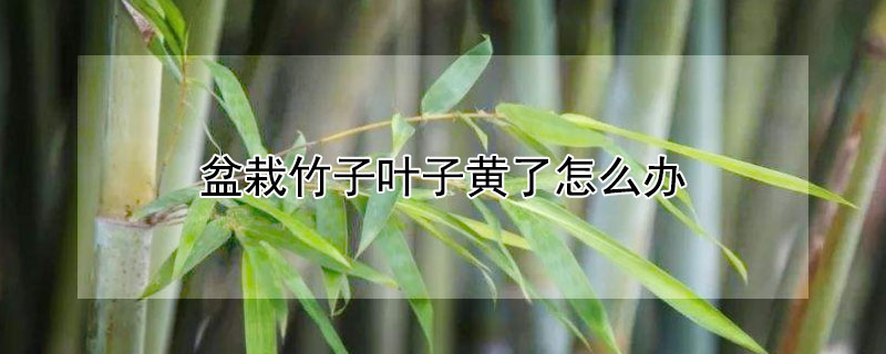 盆栽竹子叶子黄了怎么办 竹子的盆栽植物叶子黄了咋办