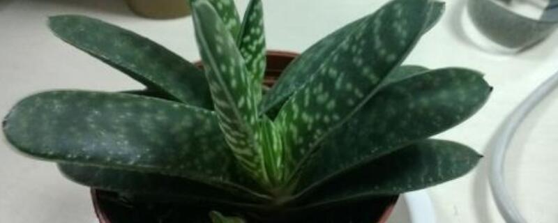 子宝如何养壮（子宝怎么养）