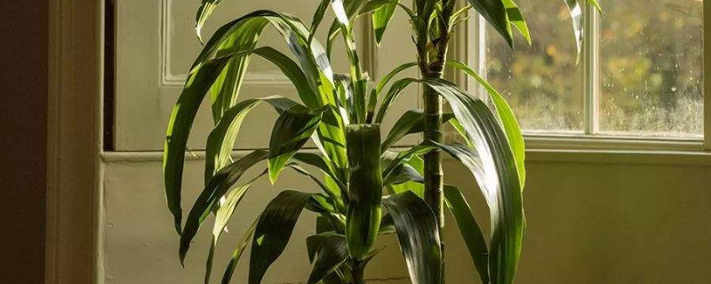 幸运木怎么养（幸运木怎么养活）