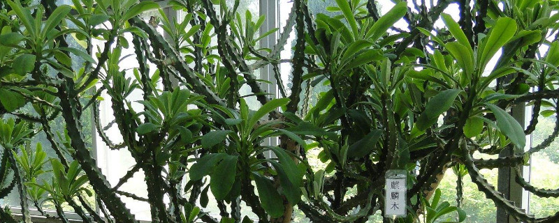 叶仙的养殖方法和注意事项 叶仙花养殖方法