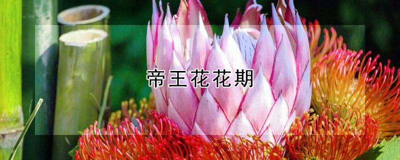 帝王花花期 帝王花花期多久