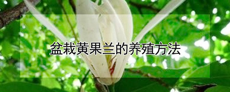 盆栽黄果兰的养殖方法（盆栽黄果兰怎么培育）