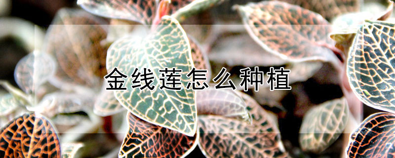 金线莲怎么种植 金线莲怎么种植才种好