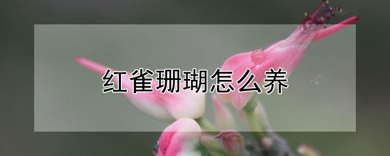 红雀珊瑚怎么养（红雀珊瑚怎么养好看）
