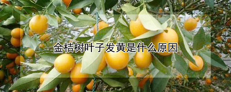 金桔树叶子发黄是什么原因 金桔树叶子有些黄是什么原因