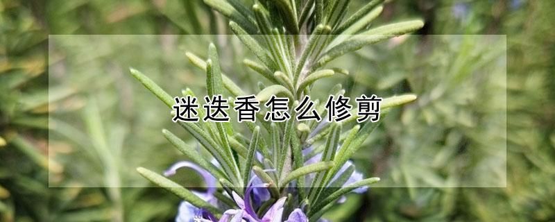 迷迭香怎么修剪 迷迭香怎么修剪枝叶