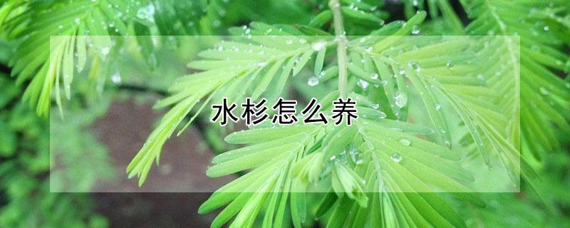 水杉怎么养（水杉怎么养殖方法）