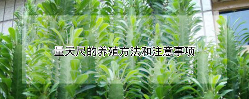 量天尺的养殖方法和注意事项 无根量天尺的养殖方法和注意事项