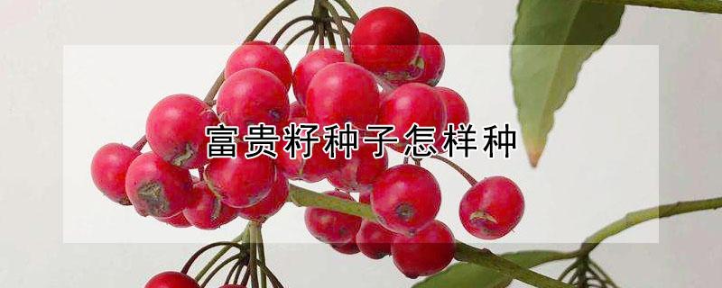 富贵籽种子怎样种 富贵籽种子怎样种植