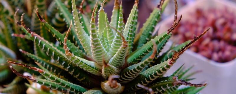 条纹十二卷怎么爆盆（条纹十二卷开花后怎么办）