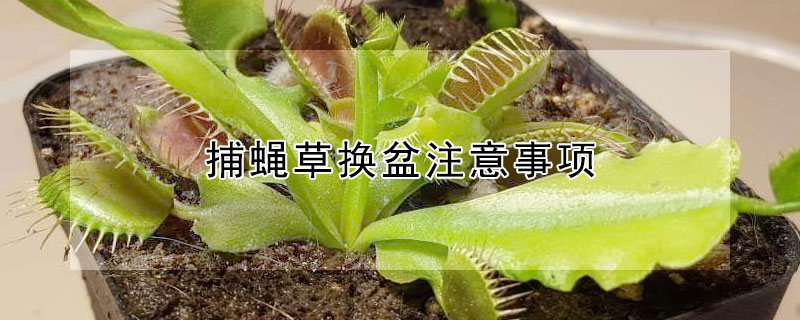捕蝇草换盆注意事项（）